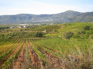 Wijngaarden rond Villafranca del Bierzo